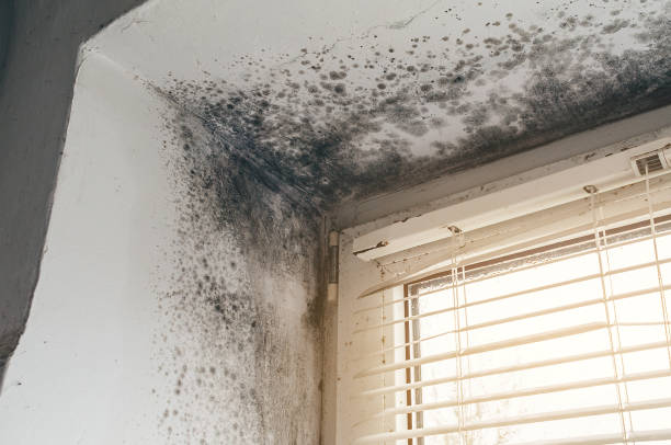 Affordable Mold Removal solutions in Franklinton, NC